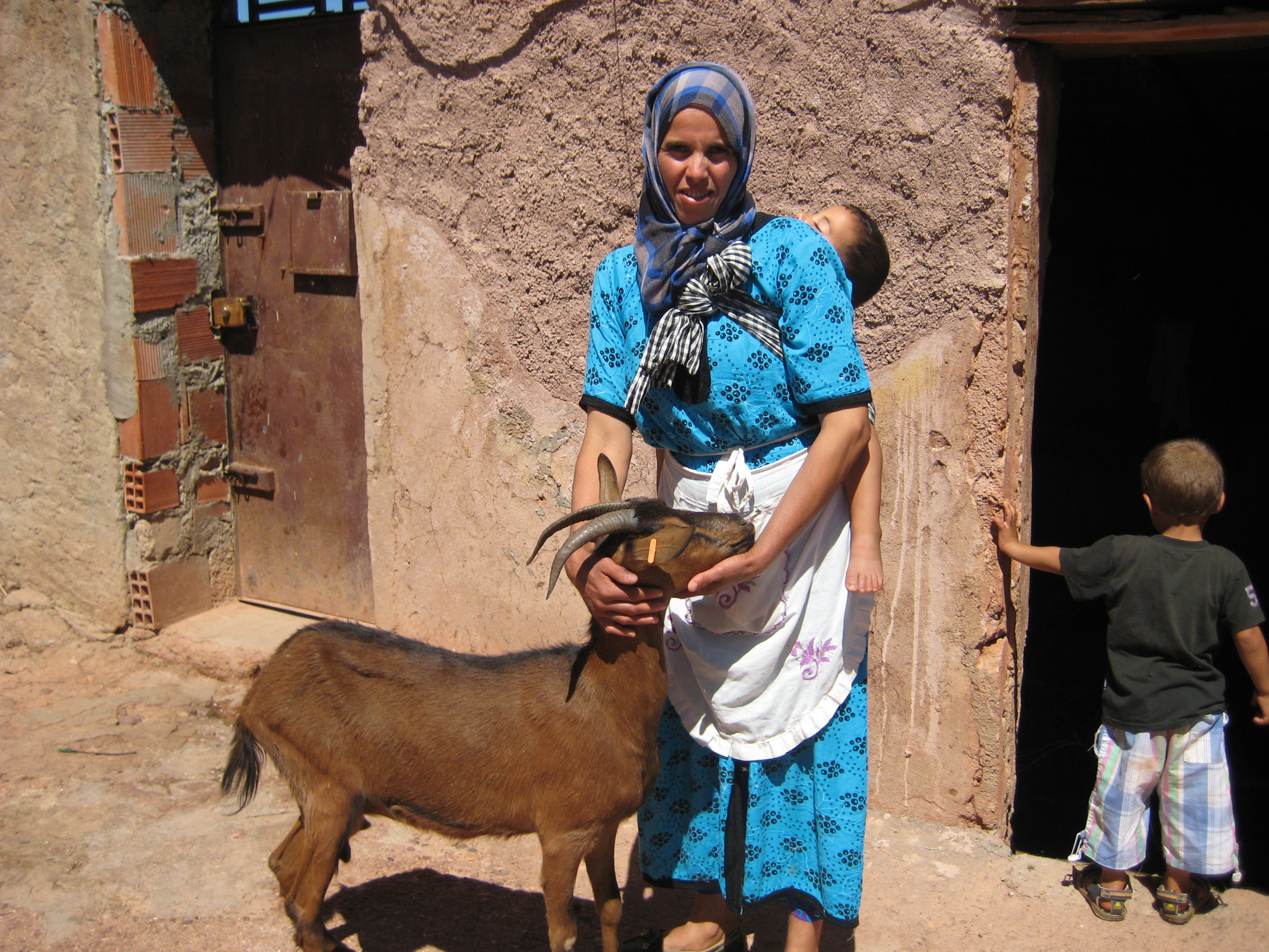 Goat and stove projects