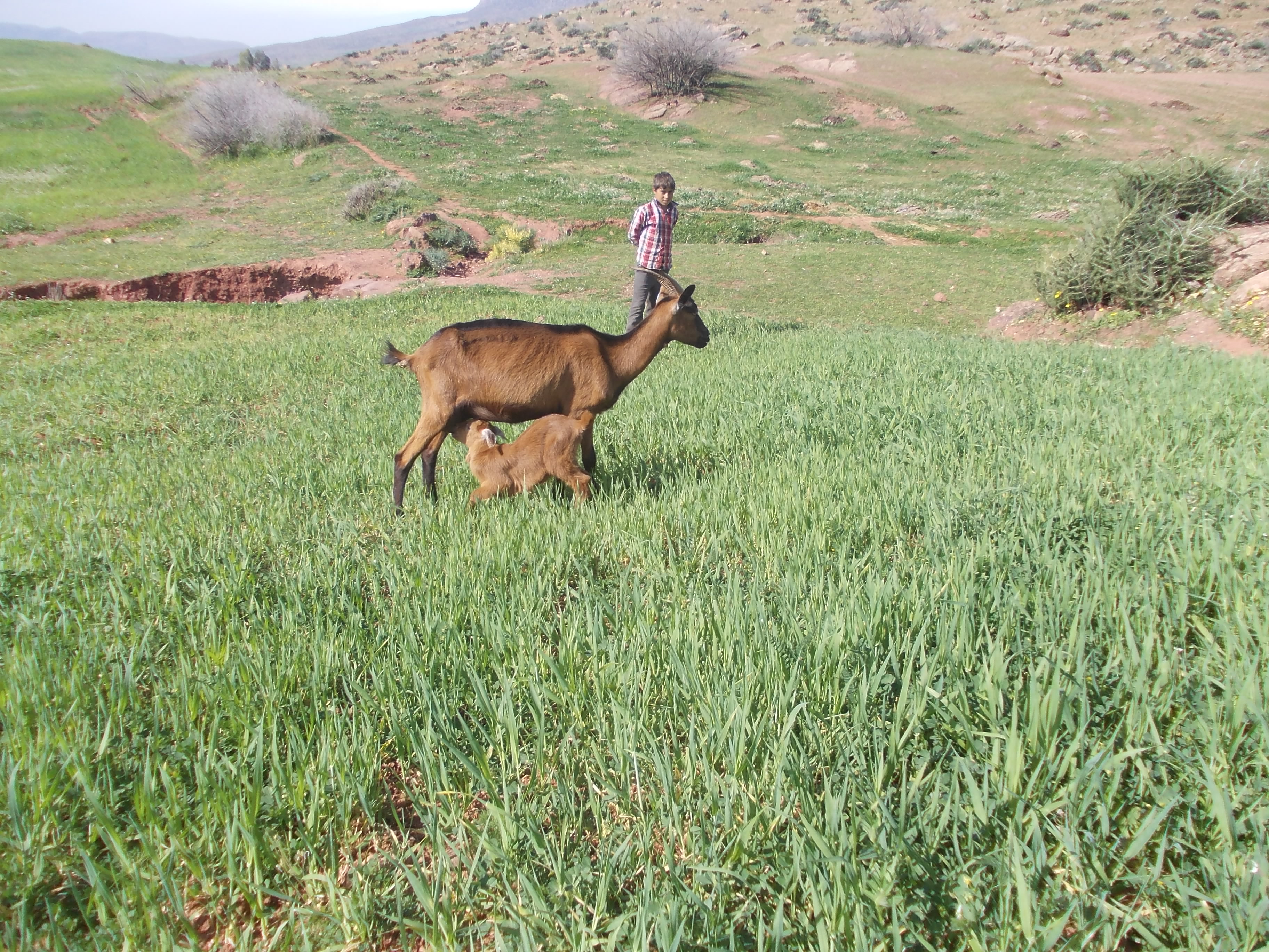 News on our goat project